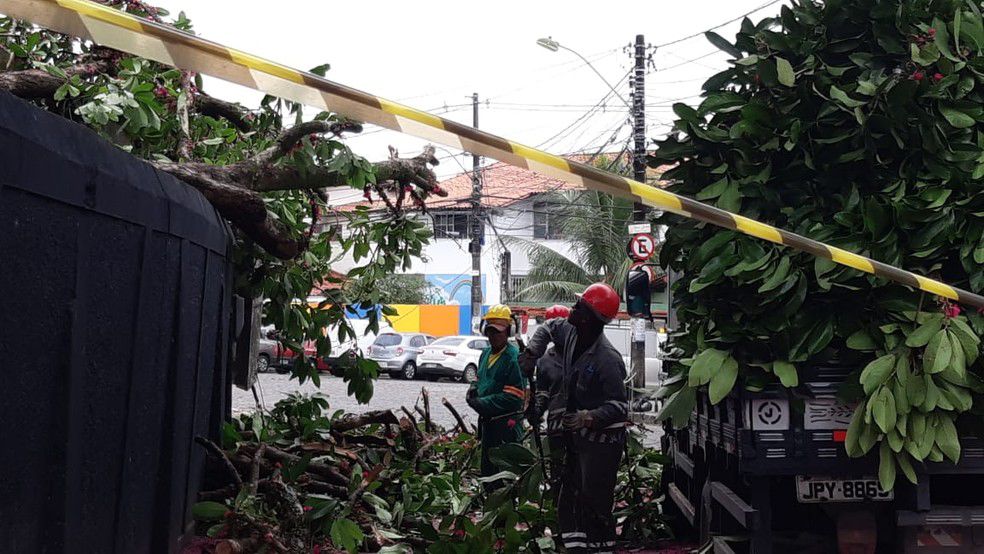 FORTES CHUVAS EM SALVADOR: árvore cai e Acupe de Brotas fica sem energia elétrica nesta quinta (29)