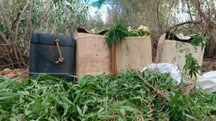 Polícia erradica plantação de maconha com cerca de 1.300 pés, em Xique-Xique