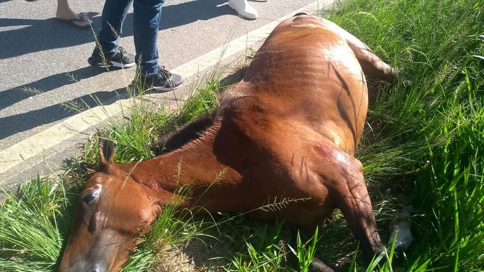 Motociclista atropela cavalo na avenida Orlando Gomes