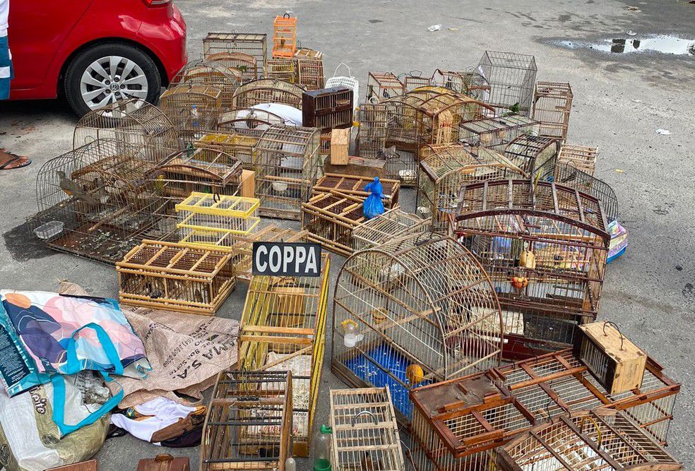 “FEIRA DO ROLO”: operação prende dez pessoas e apreende dois adolescentes por comércio ilegal de aves