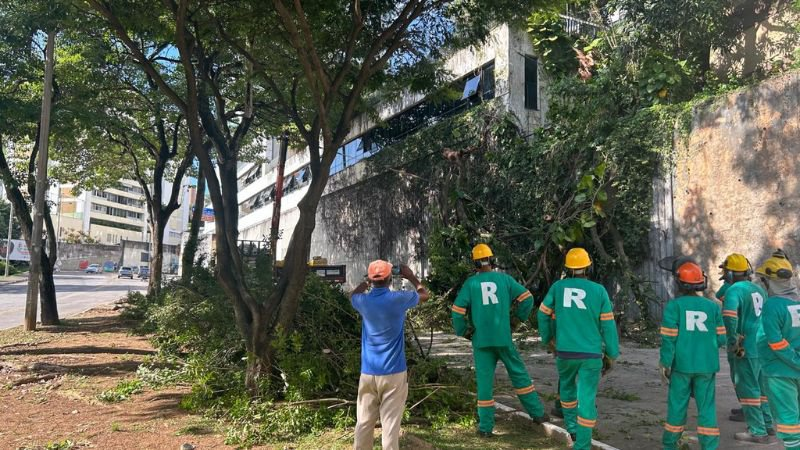 VEJA; Queda de árvore deixa trânsito interditado no Vale do Canela