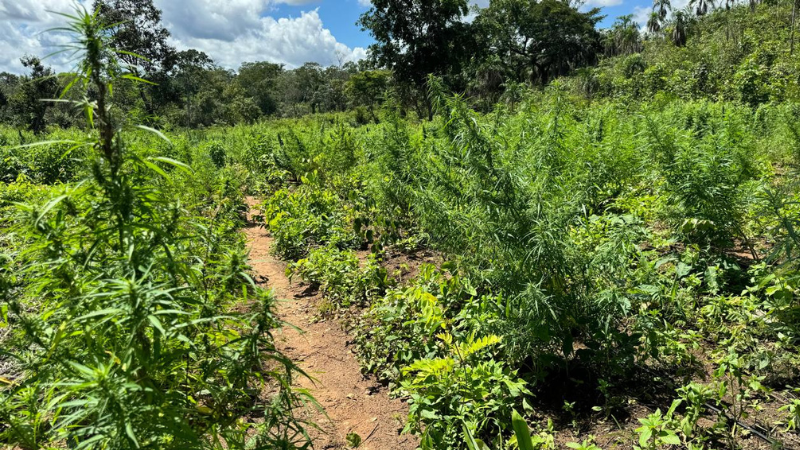 Bahia aparece entre estados com maior número de plantações de maconha erradicadas, aponta delegado da PF