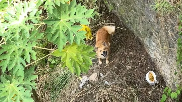 OLHA SÓ CACHORRRO; cai em ribanceira e bombeiros fazem o resgate